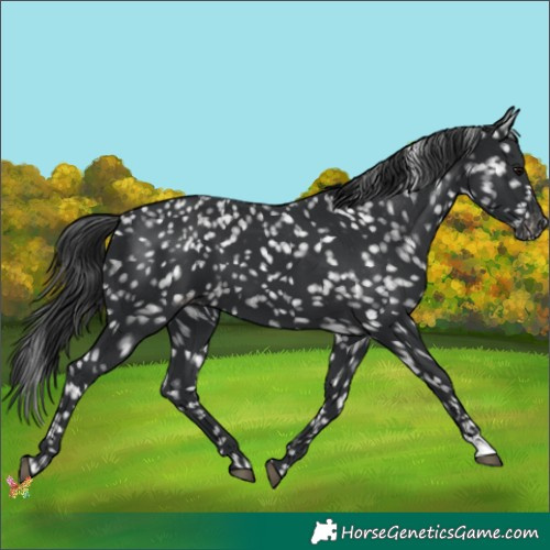 Horse Color:Black Appaloosa 