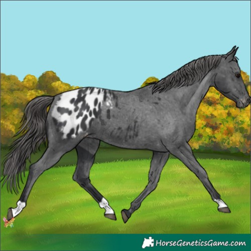 Horse Color:Black Appaloosa 