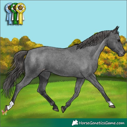 Horse Color:Black Appaloosa 