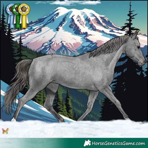 Horse Color:Black Appaloosa 