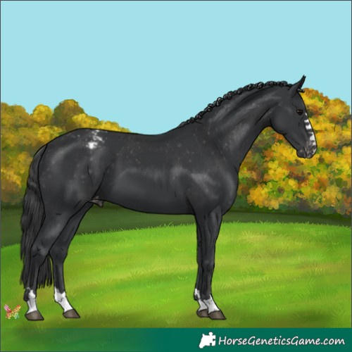 Horse Color:Black Appaloosa 