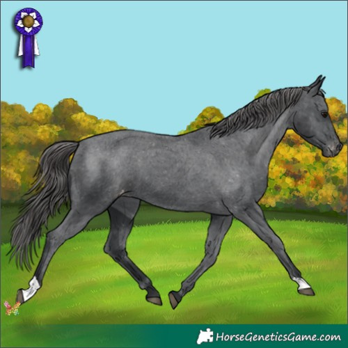 Horse Color:Black Appaloosa 