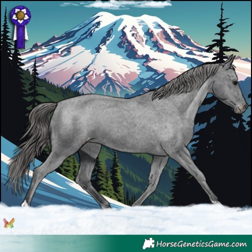 Horse Color:Black Appaloosa 