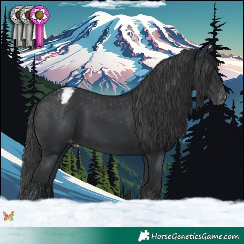 Horse Color:Black Appaloosa 