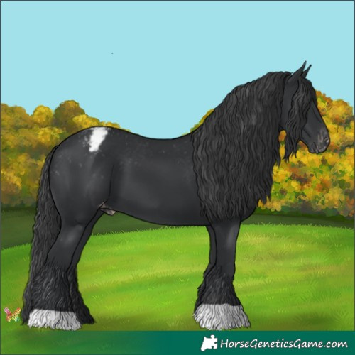 Horse Color:Black Appaloosa 