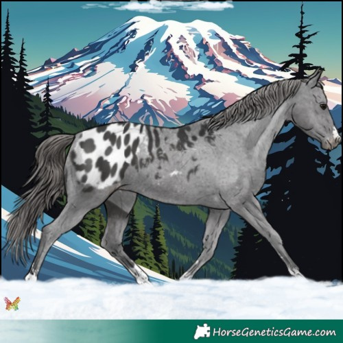 Horse Color:Black Appaloosa 