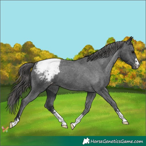 Horse Color:Black Appaloosa 