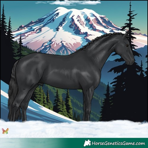 Horse Color:Black 