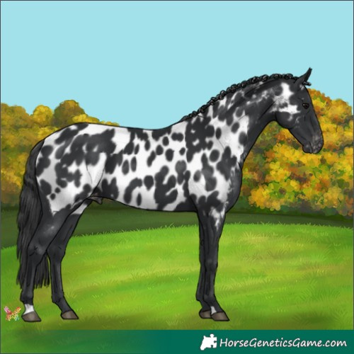 Horse Color:Black Appaloosa 