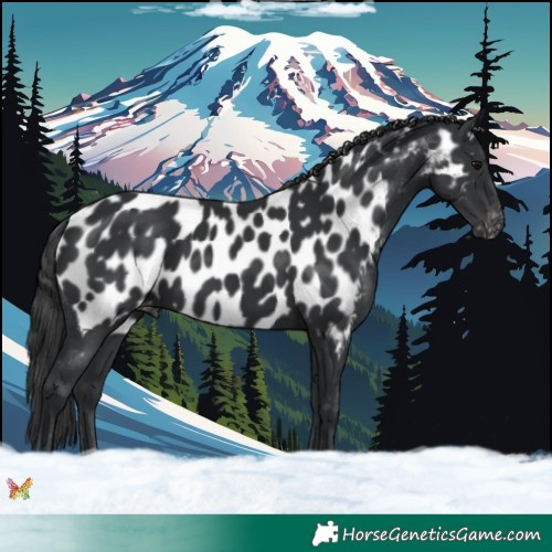 Horse Color:Black Appaloosa 