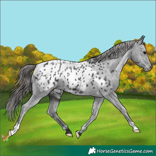 Horse Color:Black Appaloosa 