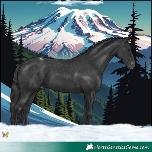 Horse Color:Black Appaloosa 