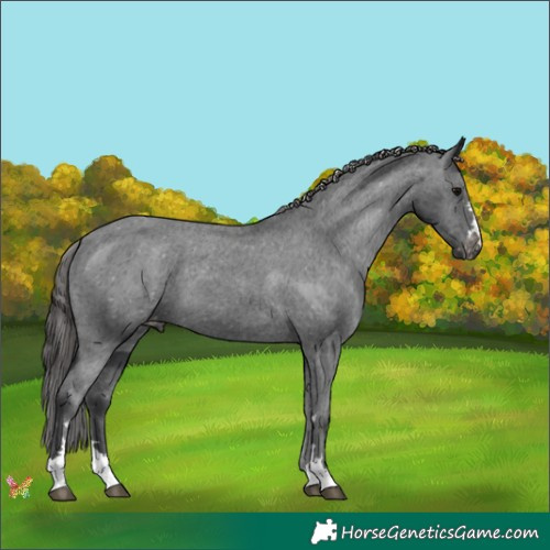 Horse Color:Black Appaloosa 