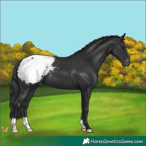 Horse Color:Black Appaloosa 