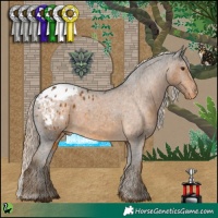 Horse Color:White Spotted Chocolate Palomino Appaloosa