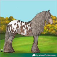 Horse Color:Liver Chestnut Appaloosa