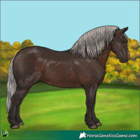 Horse Color:Silver Brown Sabino 