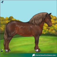 Horse Color:Liver Chestnut