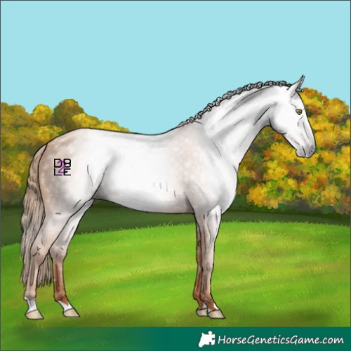 Horse Color:Gray Gold Champagne