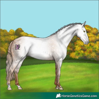 Horse Color:Gray Gold Champagne
