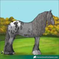 Horse Color:Black Appaloosa