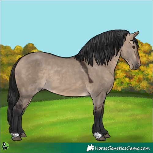 Horse Color:Brown Dun