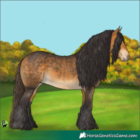 Horse Color:Buckskin 