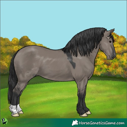 Horse Color:Grullo 