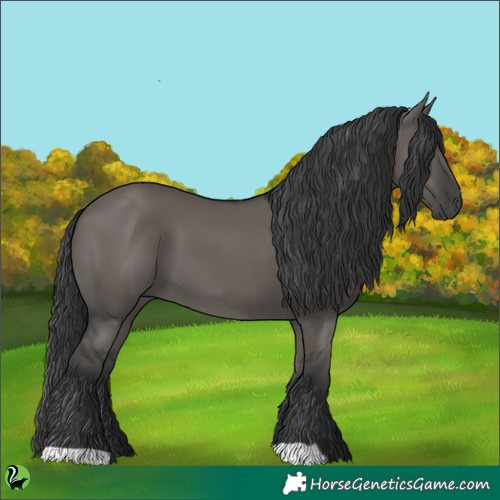 Horse Color:Grullo 
