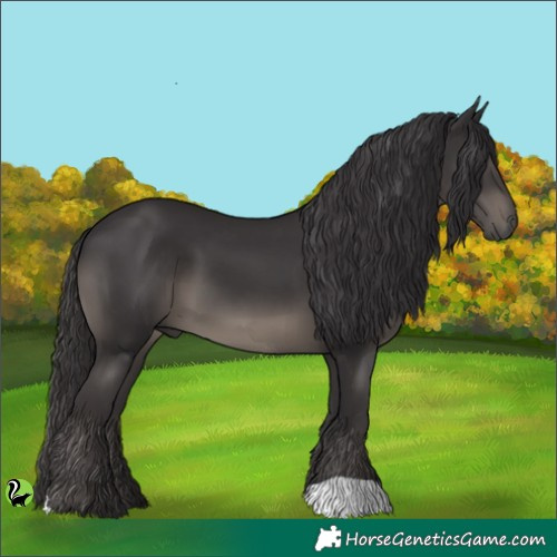Horse Color:Smoky Black 