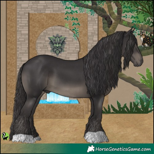Horse Color:Smoky Black 