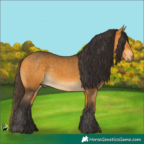 Horse Color:Buckskin 