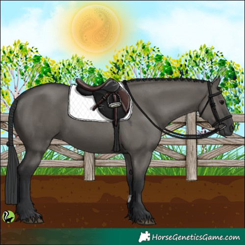 Horse Color:Grullo 