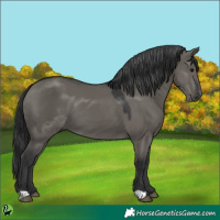 Horse Color:Grullo 