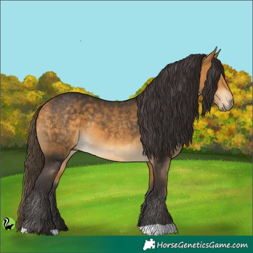 Horse Color:Buckskin 