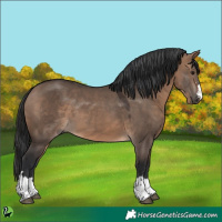 Horse Color:Brown Dun 