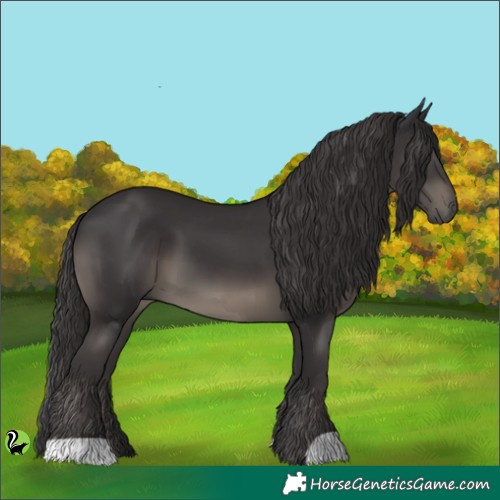 Horse Color:Smoky Black 
