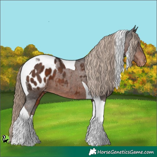 Horse Color:Liver Chestnut Tobiano Appaloosa 