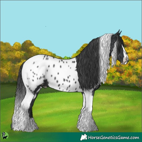 Horse Color:Black Sabino Tobiano Appaloosa 