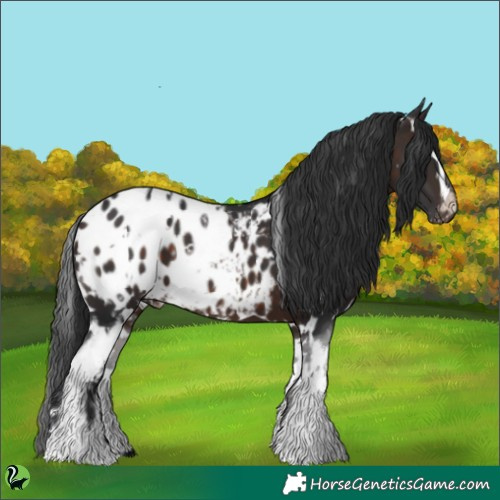 Horse Color:White Spotted Brown Appaloosa 