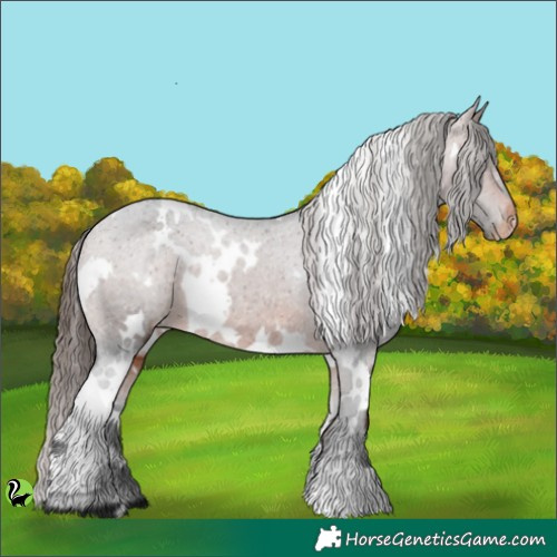 Horse Color:White Spotted Brown Appaloosa 