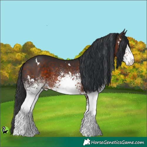 Horse Color:White Spotted Brown 