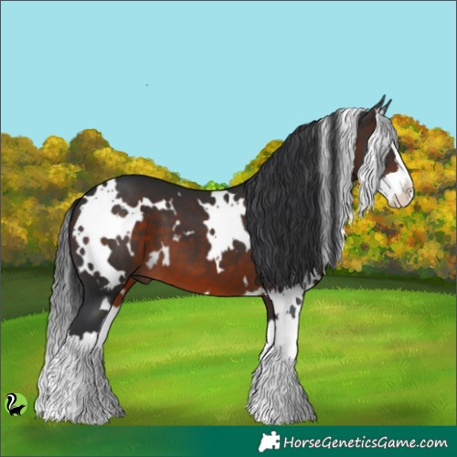 Horse Color:White Spotted Brown Splash 