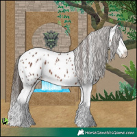 Horse Color:Liver Chestnut Splash Appaloosa 