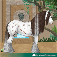Horse Color:Liver Chestnut Splash Near Leopard 