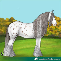 Horse Color:Liver Chestnut Splash Appaloosa