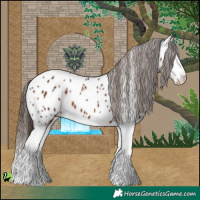 Horse Color:Liver Chestnut Splash Appaloosa 