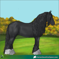 Horse Color:Black 