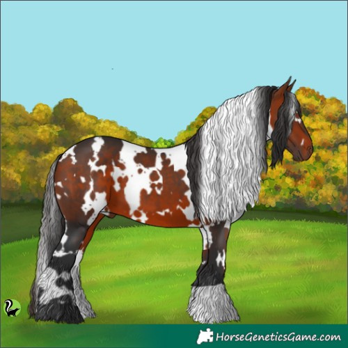 Horse Color:White Spotted Brown 
