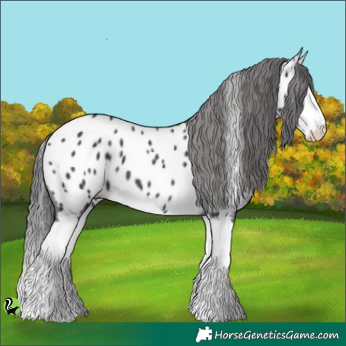 Horse Color:Black Splash Appaloosa 